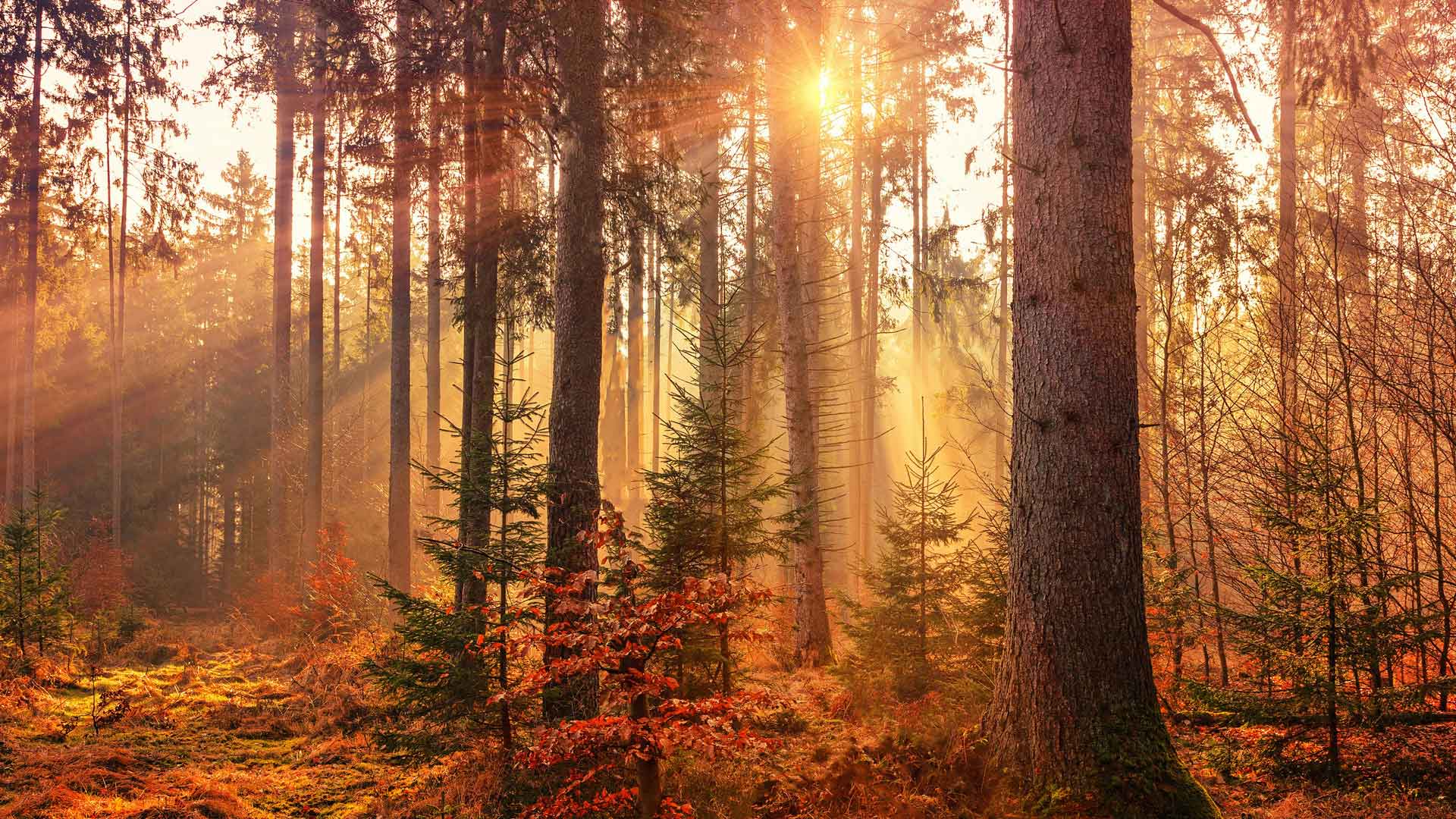 Exterior con árboles acogedor